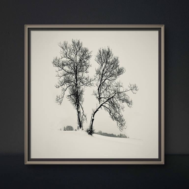 Original Realism Tree Photography by Adrianna MJW