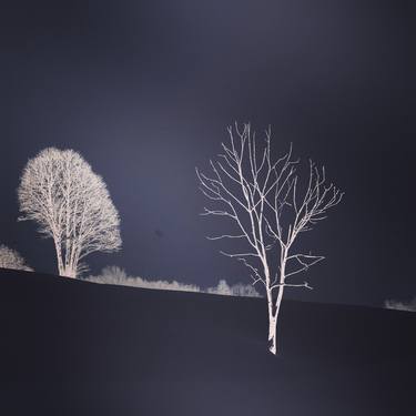 Original Minimalism Tree Photography by Adrianna Wojcik Muffat Jeandet