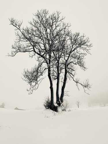 Original Fine Art Tree Photography by Adrianna Wojcik Muffat Jeandet