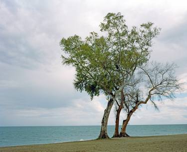 Trees on Beach 1 - Limited Edition 1 of 10 thumb