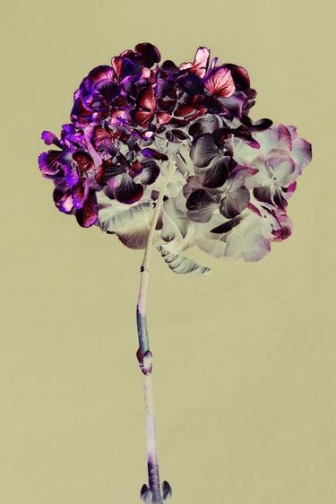 Original Realism Floral Photography by Teis Albers