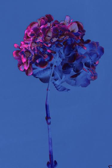 Print of Realism Floral Photography by Teis Albers