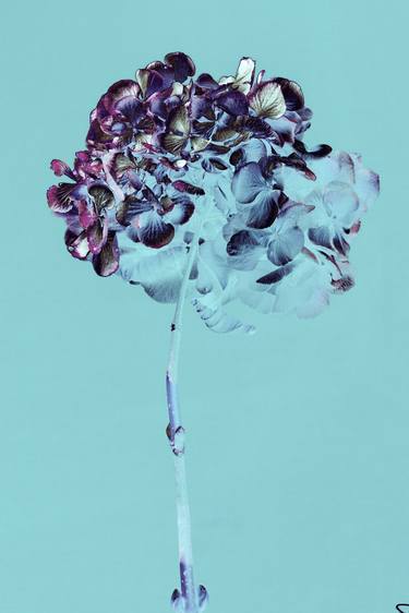 Hydrangea 4 - Limited Edition 1 of 10 thumb