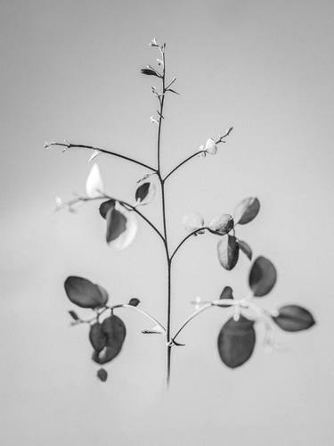 Print of Realism Floral Photography by Teis Albers