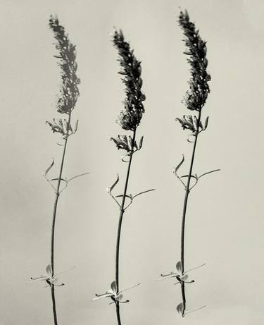 Original Realism Floral Photography by Teis Albers