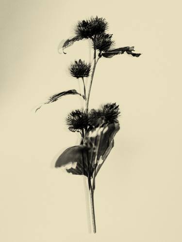 Original Realism Floral Photography by Teis Albers
