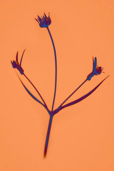 Original Conceptual Floral Photography by Teis Albers