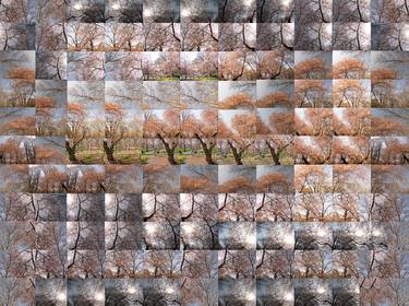 Original Abstract Seasons Photography by ART SHIMON TAMMAR GALLERY