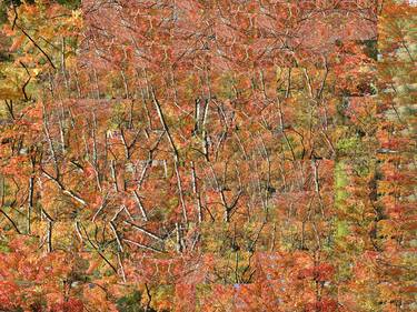 Original Abstract Seasons Photography by ART SHIMON TAMMAR GALLERY