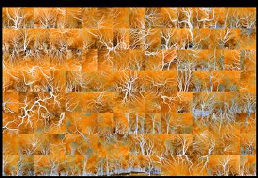 Original Abstract Seasons Photography by ART SHIMON TAMMAR GALLERY