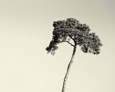 Original Nature Photography by Justin Foulkes