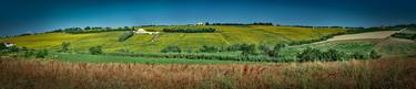 Girasoli delle Marche - Marche's sunflowers thumb