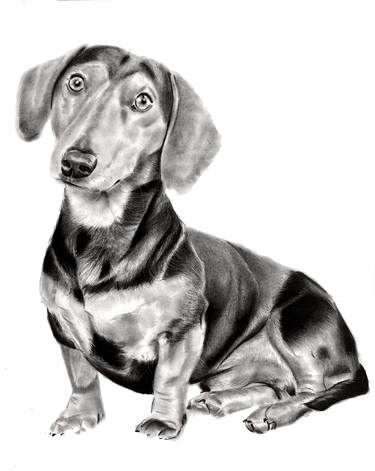 Original Realism Dogs Drawings by Denny Stoekenbroek