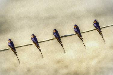 Swallows on the wire thumb