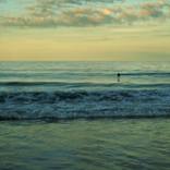 Seal Looking for People on Marconi Beach by Nicole Beland