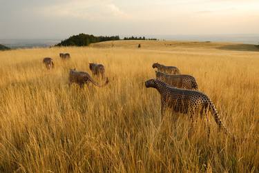 Original Realism Animal Sculpture by Michal Gabriel