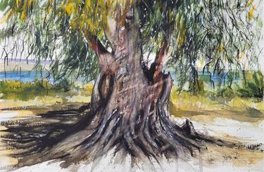 ancient eucalyptus tree thumb