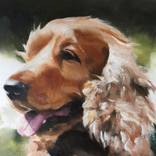 Spaniel by James Coates
