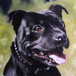 Staffordshire Bull Terrier by James Coates