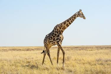 Giraffe from Etosha thumb