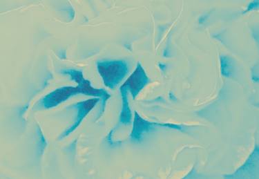 Print of Abstract Expressionism Floral Photography by kasha baxter