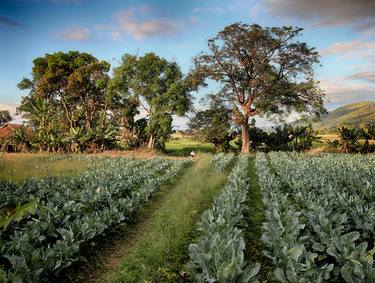 Tobacco Field, Inle Lake, Myanmar (Burma) thumb
