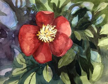 Christmas Rose thumb