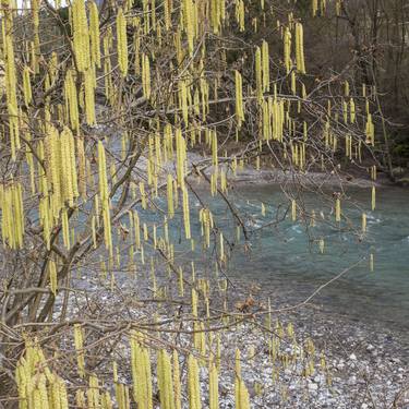 Print of Photorealism Tree Photography by Pini Vollach