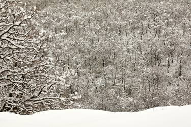 White Forest thumb