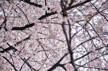 Original Fine Art Landscape Photography by Paul Barbera