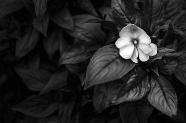 Original Botanic Photography by Jon Glaser