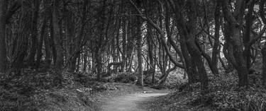 Print of Photorealism Tree Photography by Jon Glaser