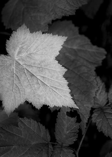 Original Botanic Photography by Jon Glaser