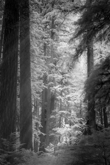 Original Documentary Tree Photography by Jon Glaser