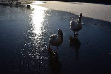 Frozen Swan Lake - Limited Edition 1 of 50 thumb