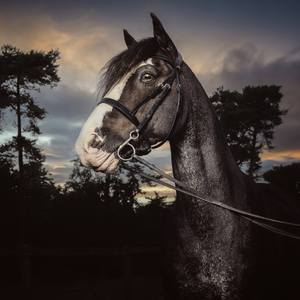 Collection Equine portraiture