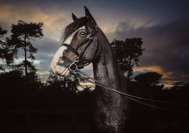 Equine Portrait #3 thumb