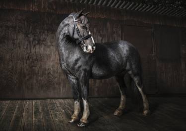 Equine Portrait #2 thumb