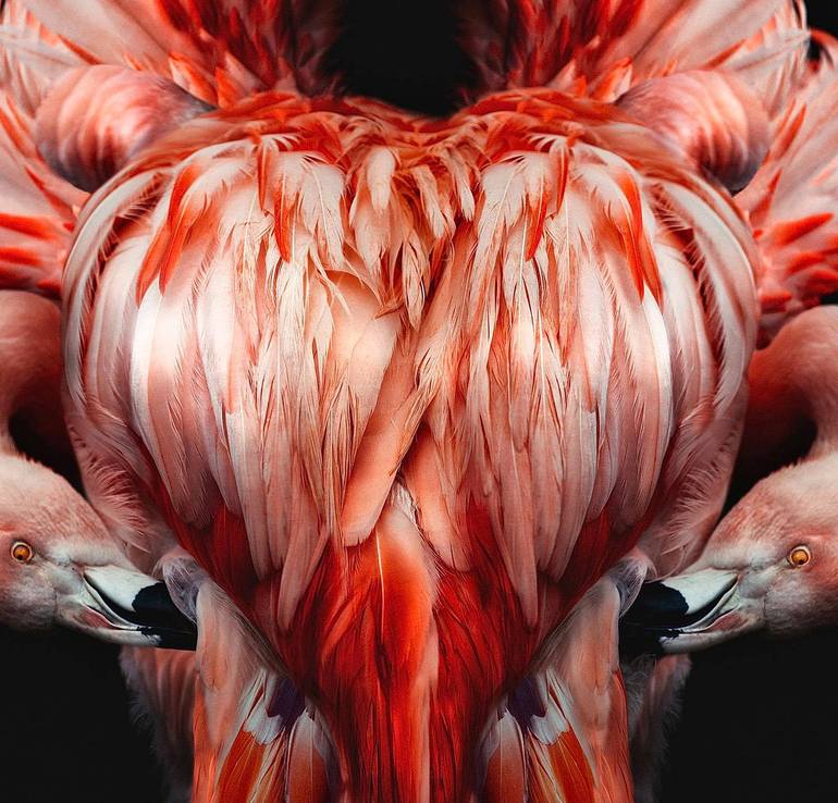 Original Abstract Animal Photography by Lee Howell