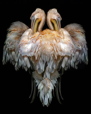 Original Abstract Animal Photography by Lee Howell