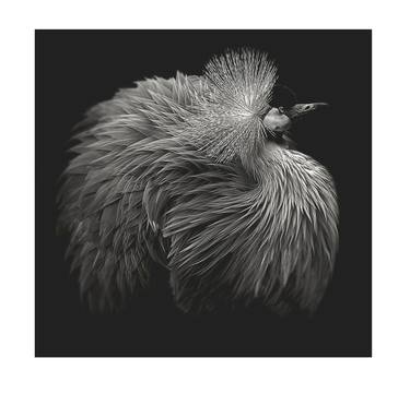 Print of Conceptual Animal Photography by Lee Howell
