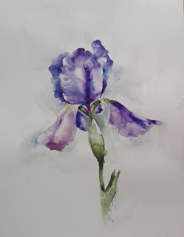 Original Fine Art Botanic Paintings by Jasmina Shaldarova