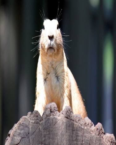 Prairie Dog thumb