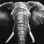 ELEPHANT by Philippe Vignal