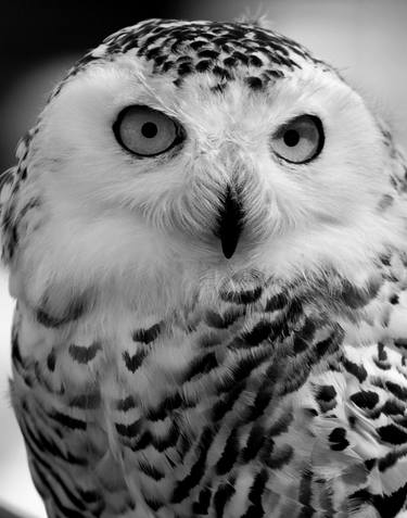Snowy Owl thumb