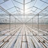 Abandoned Greenhouse by Rudi Sebastian
