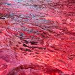Caño Cristales, water symphony in red by Rudi Sebastian