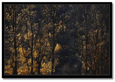 Autumn Gold - Limited Edition 2 of 10 thumb