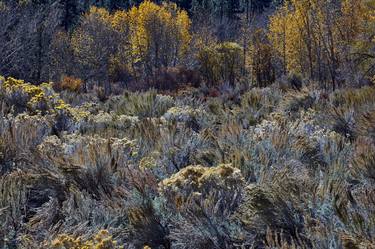 Owens Valley fall - Limited Edition 1 of 10 thumb