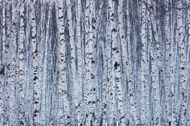 Birch forest - Limited Edition of 3 thumb